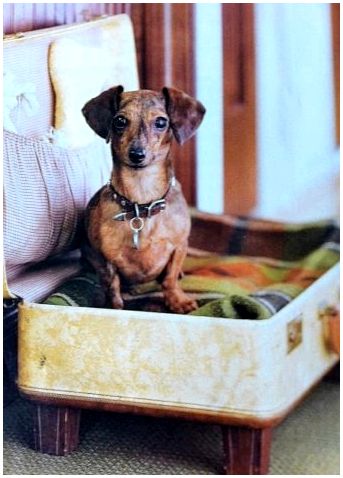 Маленькая гладкошерстная порода собак фото и название породы этой собаки