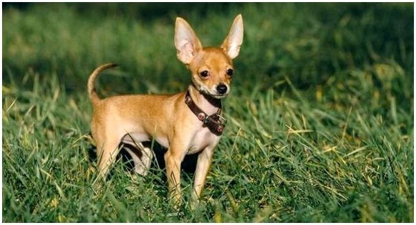 Маленькая гладкошерстная порода собак фото и название породы этой собаки