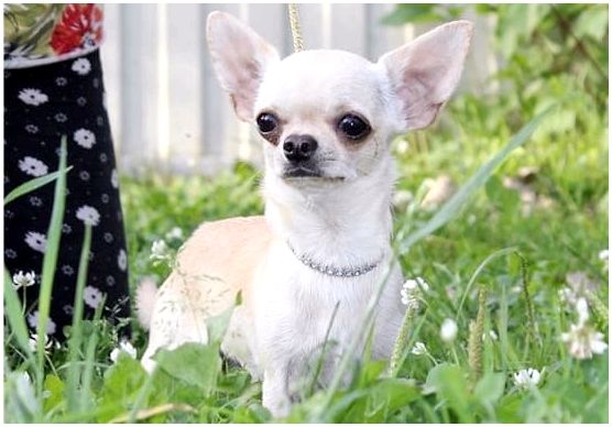 Чихуахуа – самая маленькая гладкошерстная порода собак