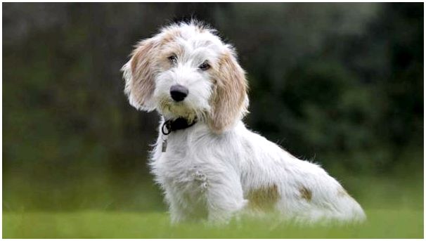 Французские породы собак с фотографиями и названиями