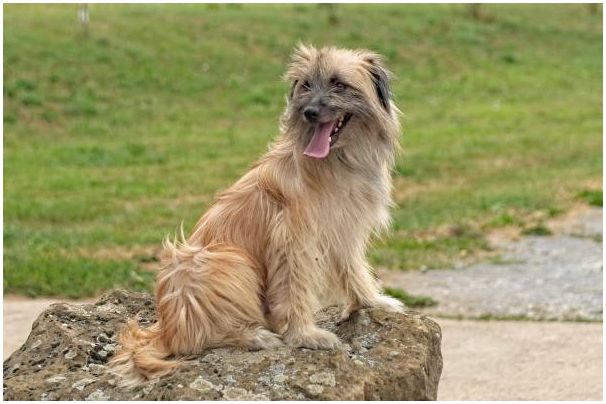 Французские породы собак с фотографиями и названиями