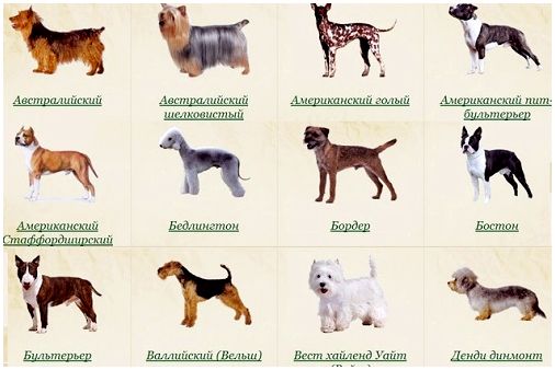 18 самых здоровых пород собак: есть из чего выбрать!