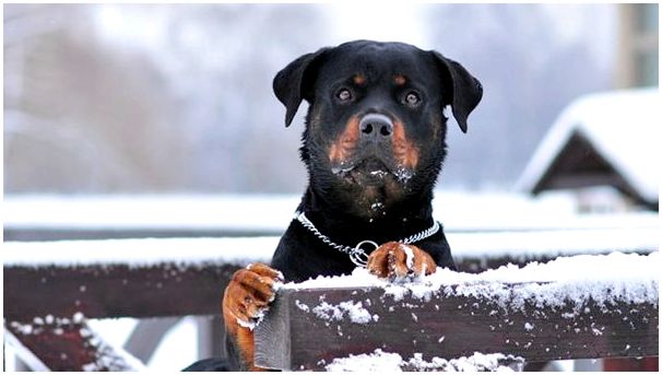 Породы собак для содержания на улице зимой thumbnail