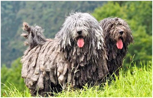 Какие породы собак похожи на немецкую овчарку