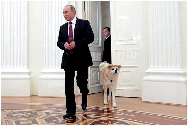 Путин его собака породы thumbnail