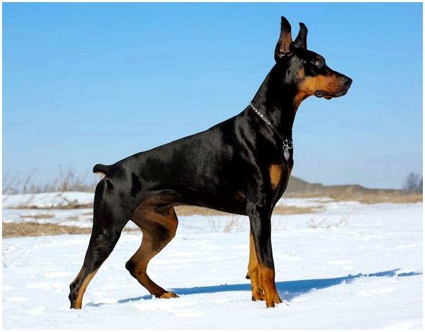 Какая самая лучшая собака в россии