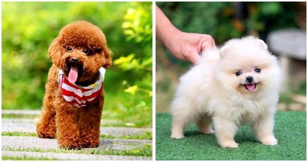 10 самых маленьких пород собак в мире, которых сложно найти, легко потерять и невозможно не любить