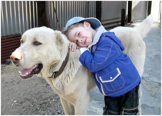 Собака породы алабай характеристика отношение к детям