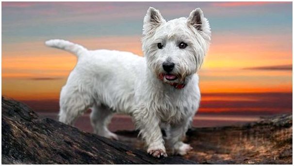 Английские породы собак с фотографиями и названиями