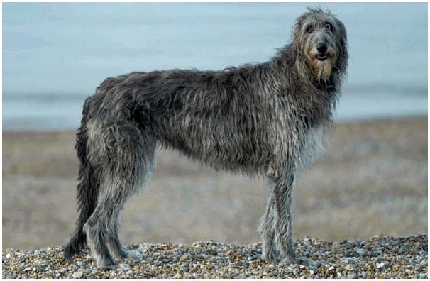 Английские породы собак с фотографиями и названиями