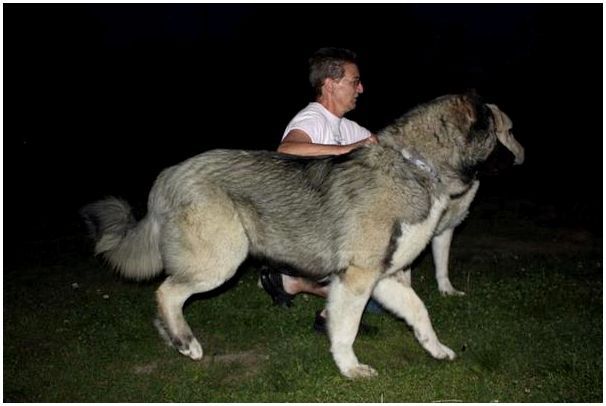 Армянская собака породы гампра thumbnail