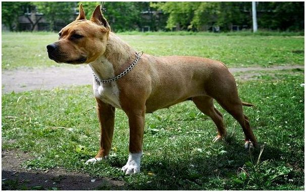 Американский стаффордширский терьер: все о собаке, характеристика и описание породы, фото