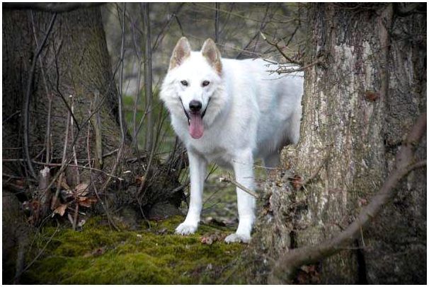 Белая большая собака похожа на хаски что за порода