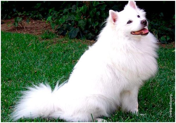 Породы белых собак с фотографиями и названиями thumbnail