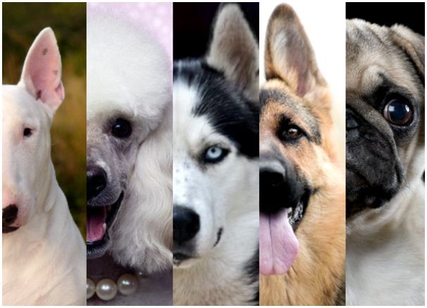 Тест выбор подходящей породы собаки
