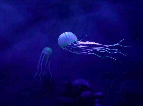 Безмозглые животные - Название Особенности - 3. Медуза