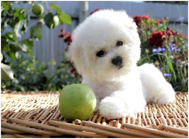 Собака порода бишон белая маленькая