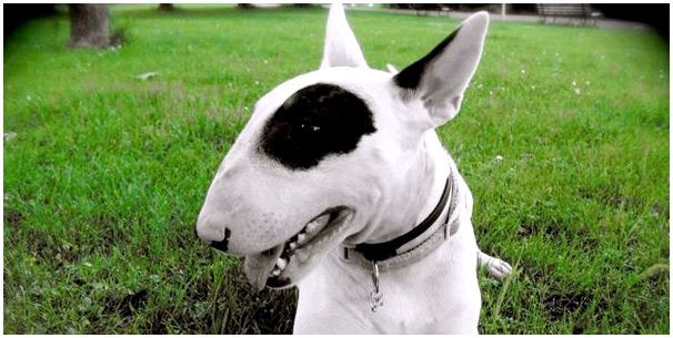 Как называется порода собак с горбатым носом