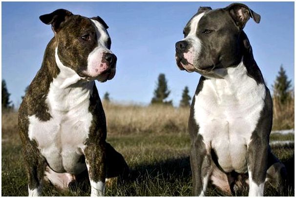 Породы бойцовских собак картинки и названия thumbnail