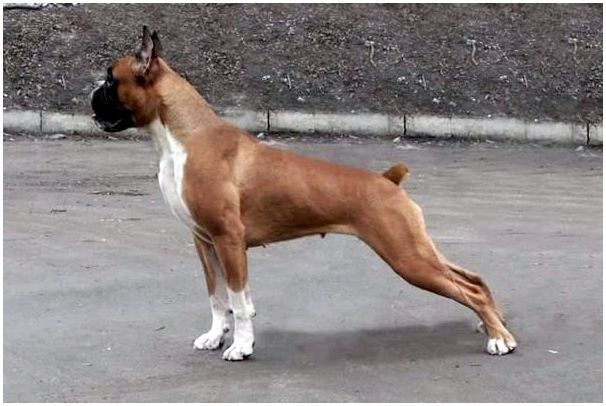 Собака породы боксер ролики