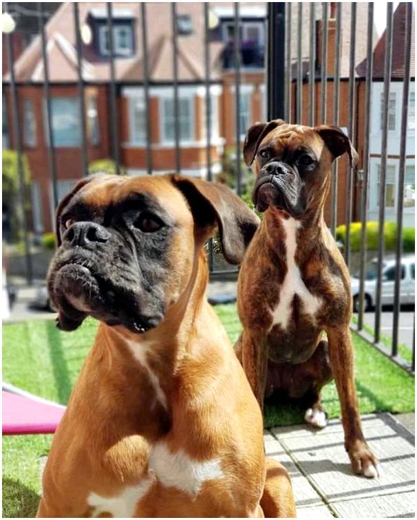 Собаки фото с названиями пород боксер