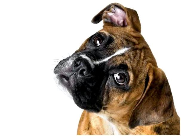 Описание породы собак боксер фото