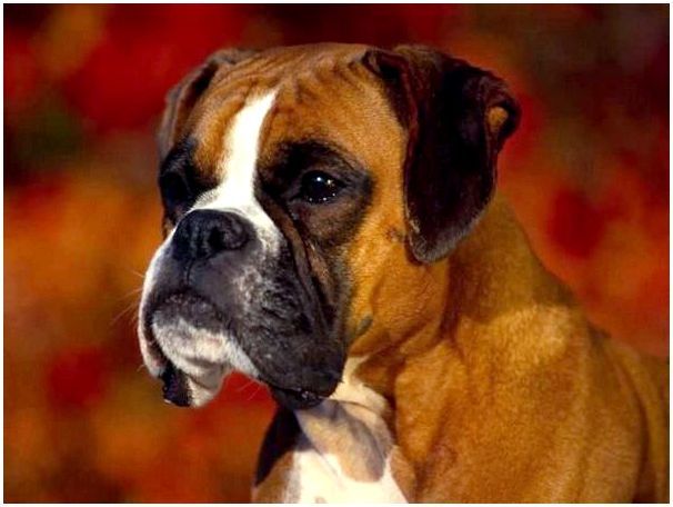 Окрасы собак породы боксер фото