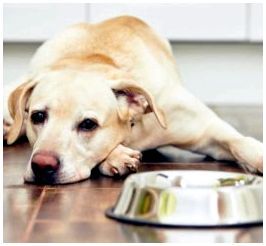 Как лечить панкреатит у собак: виды и симптомы заболевания, разрешенные препараты