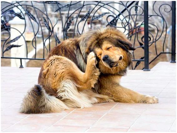 Частое почесывание собакой лапкой ушей - признак заболеваний ушей
