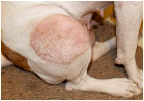Заболевания кожи у собак: виды, симптомы и фото