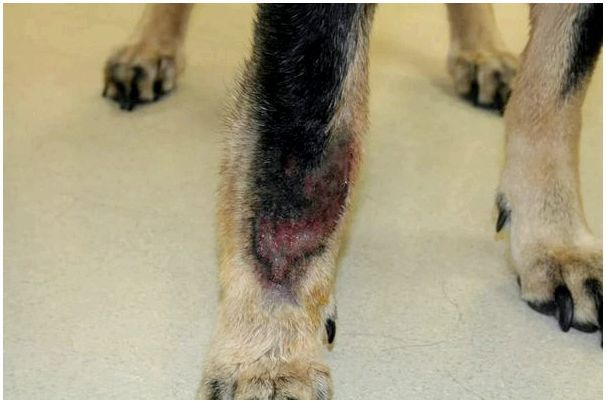 Заболевания кожи у собак: виды, симптомы и фото