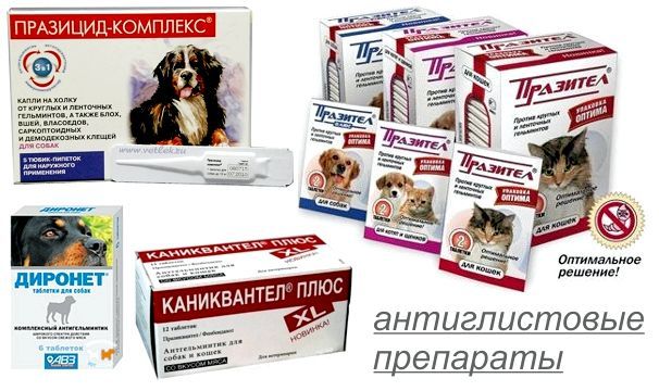 Препараты для лечения глистов у собаки