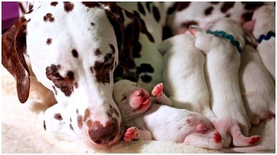 Далматин с новорождёнными щенками