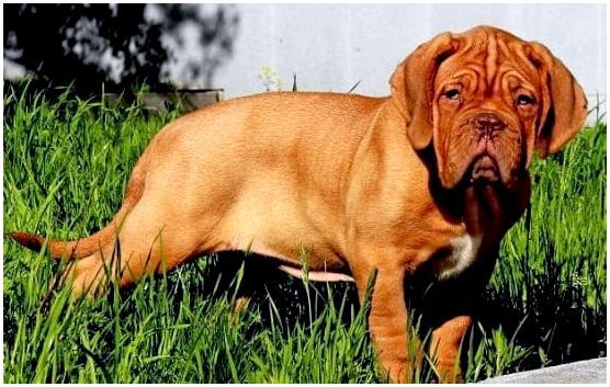 Породы гладкошерстных крупных собак с фотографиями и названиями thumbnail