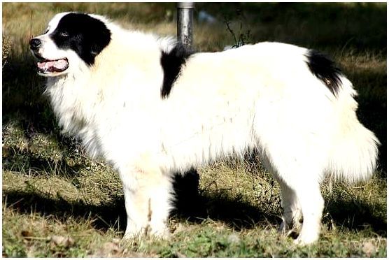 Каракачанская овчарка