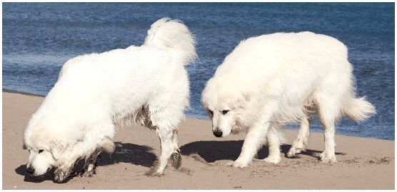 Горные пиренейские собаки