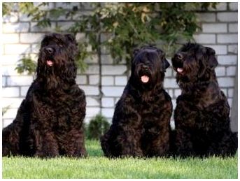 Породы собак крупные лохматый черный
