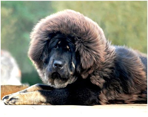Собака большая черная волосатая порода
