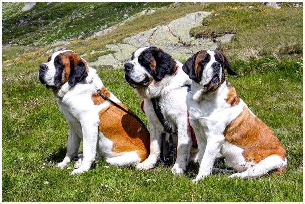 Породы крупных пушистых собак фото
