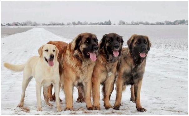 Породы пушистых больших собак фото с названиями
