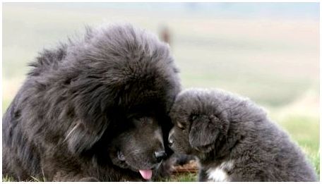 Большие пушистые собаки: характеристика, разновидности, выбор и уход