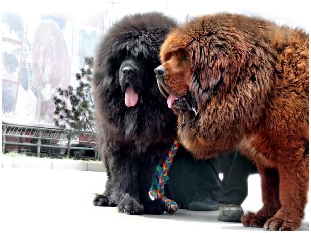 Все породы больших пушистых собак с фотографиями