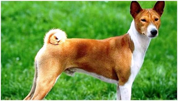 Фото и название самых опасных пород собак