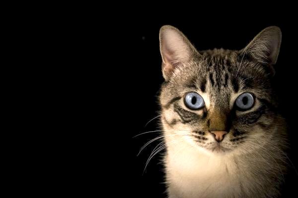 Что такое Giardia у кошек? - лечение лямблий у кошек