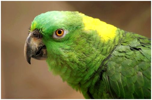 Депрессия у попугаев: причины, симптомы и методы лечения