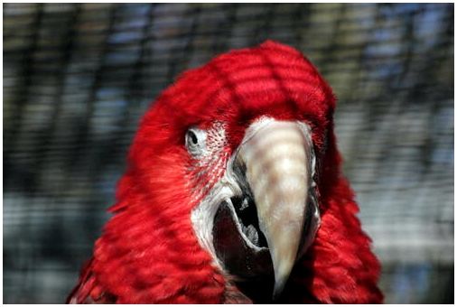Алый ара: депрессия у попугаев.