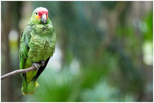 Зеленый попугай сидит на ветке