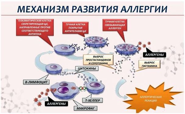 Механизм возникновения аллергии