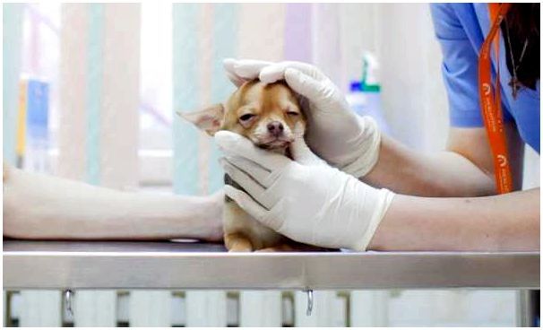 Лечением аллергии занимаются узкопрофильные ветеринары — иммунолог, дерматолог и аллерголог