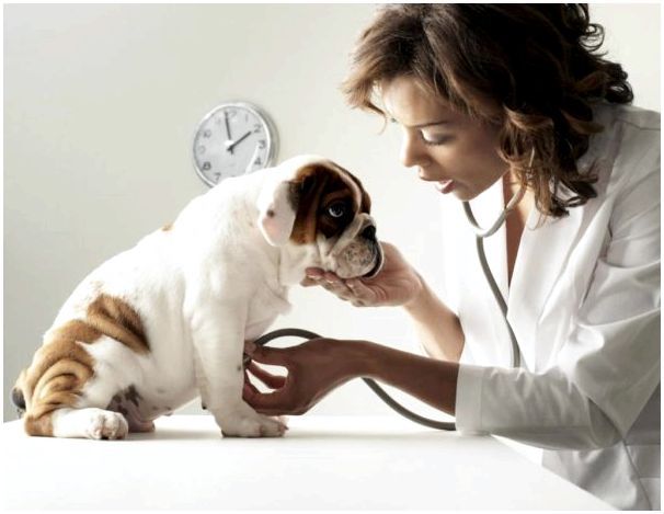 Временные рамки лечения препаратом следует обсуждать с ветеринаром